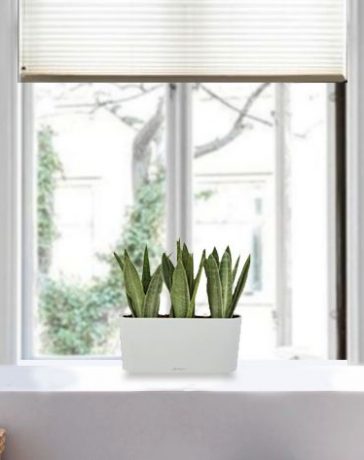 kamerplanten