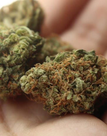 Meer weten over wiet