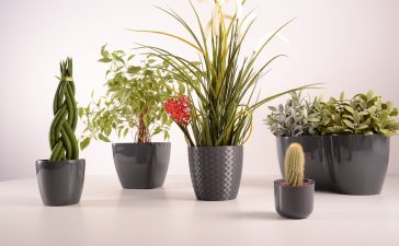 Kunst planten