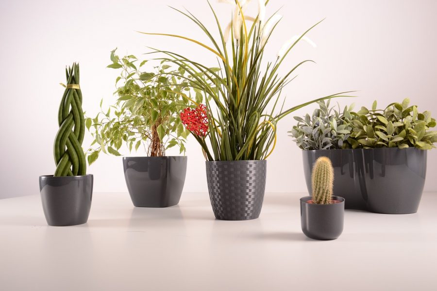 Kunst planten