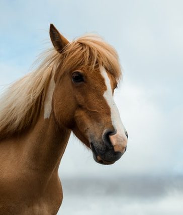 Hoe kun je het beste paarden verzorgen?