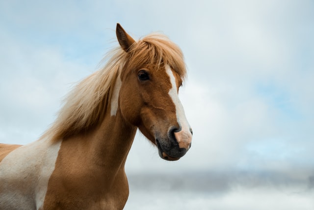 Hoe kun je het beste paarden verzorgen?